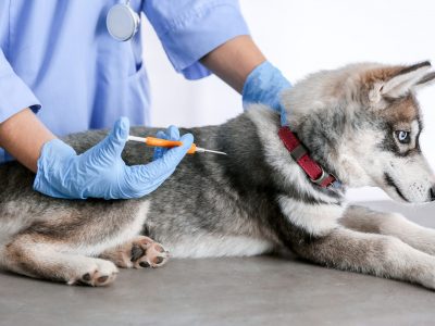 Veterinarian microchipping cute puppy in a clinic